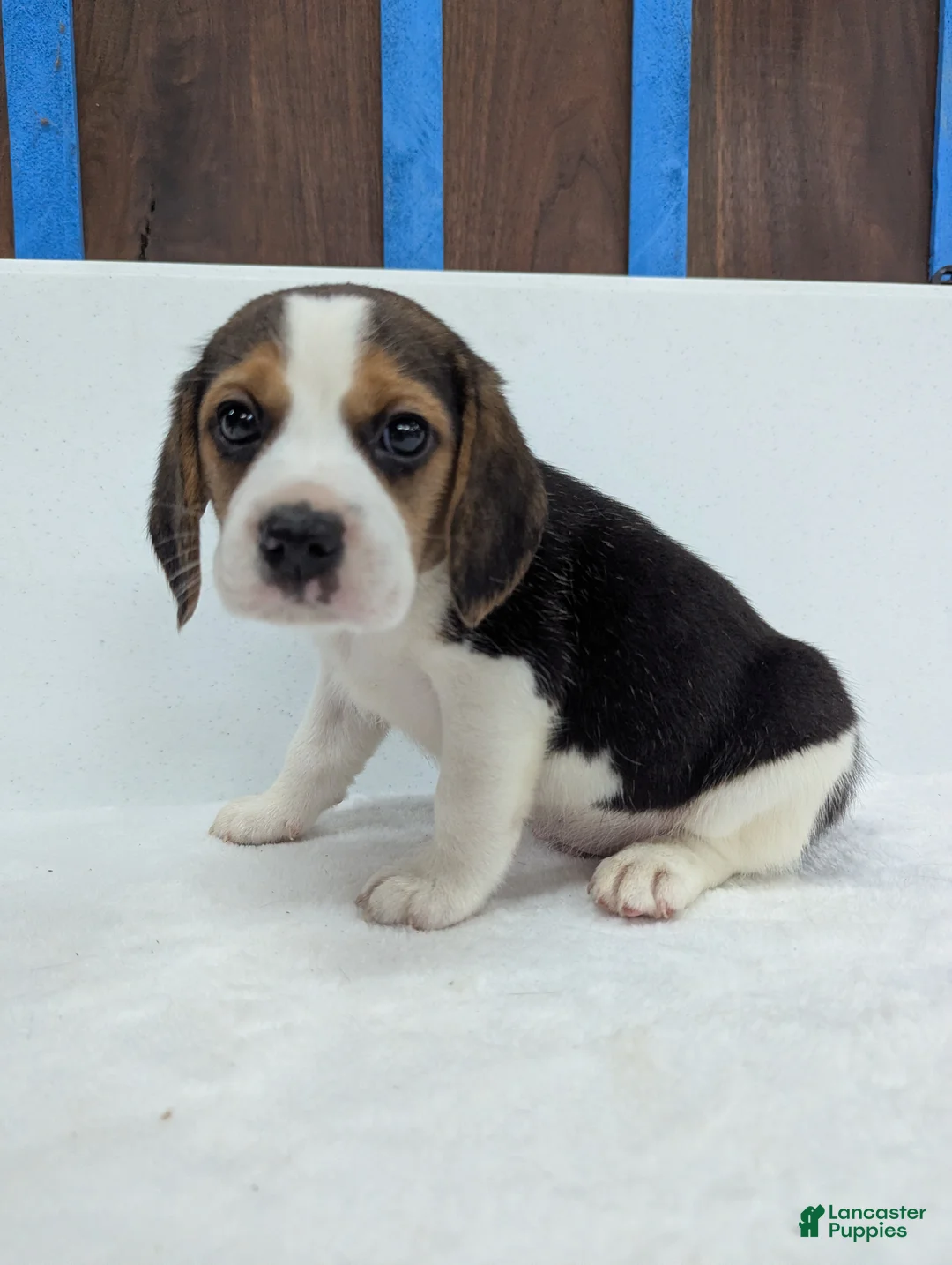 Beagle dogs for sale: Rambo - Ad 2