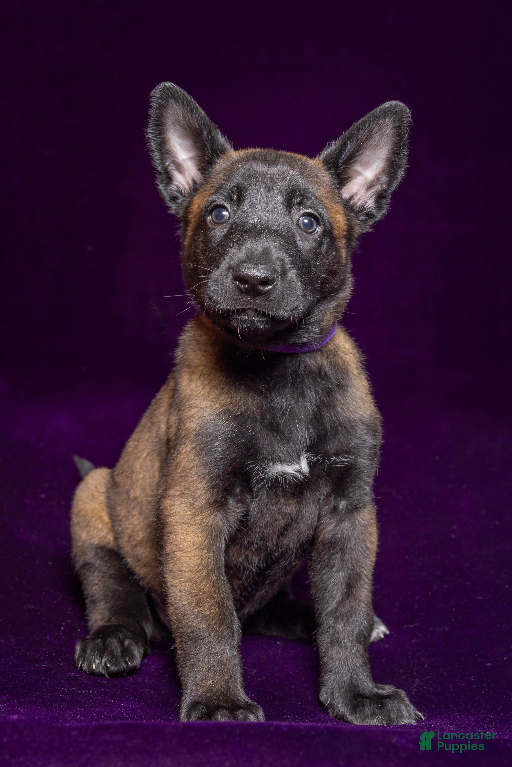 Belgian Malinois dogs Purple - Ad 21