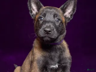 Belgian Malinois dogs Purple - Ad 21