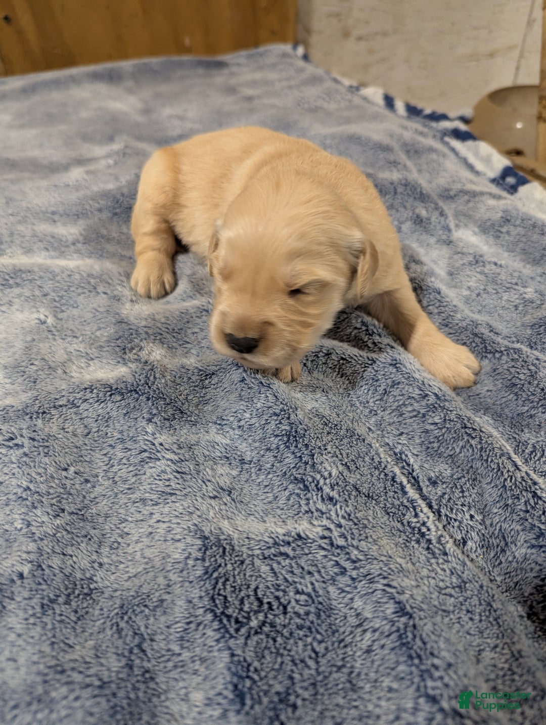 Golden Retriever dogs for sale: Duke  - Ad 2