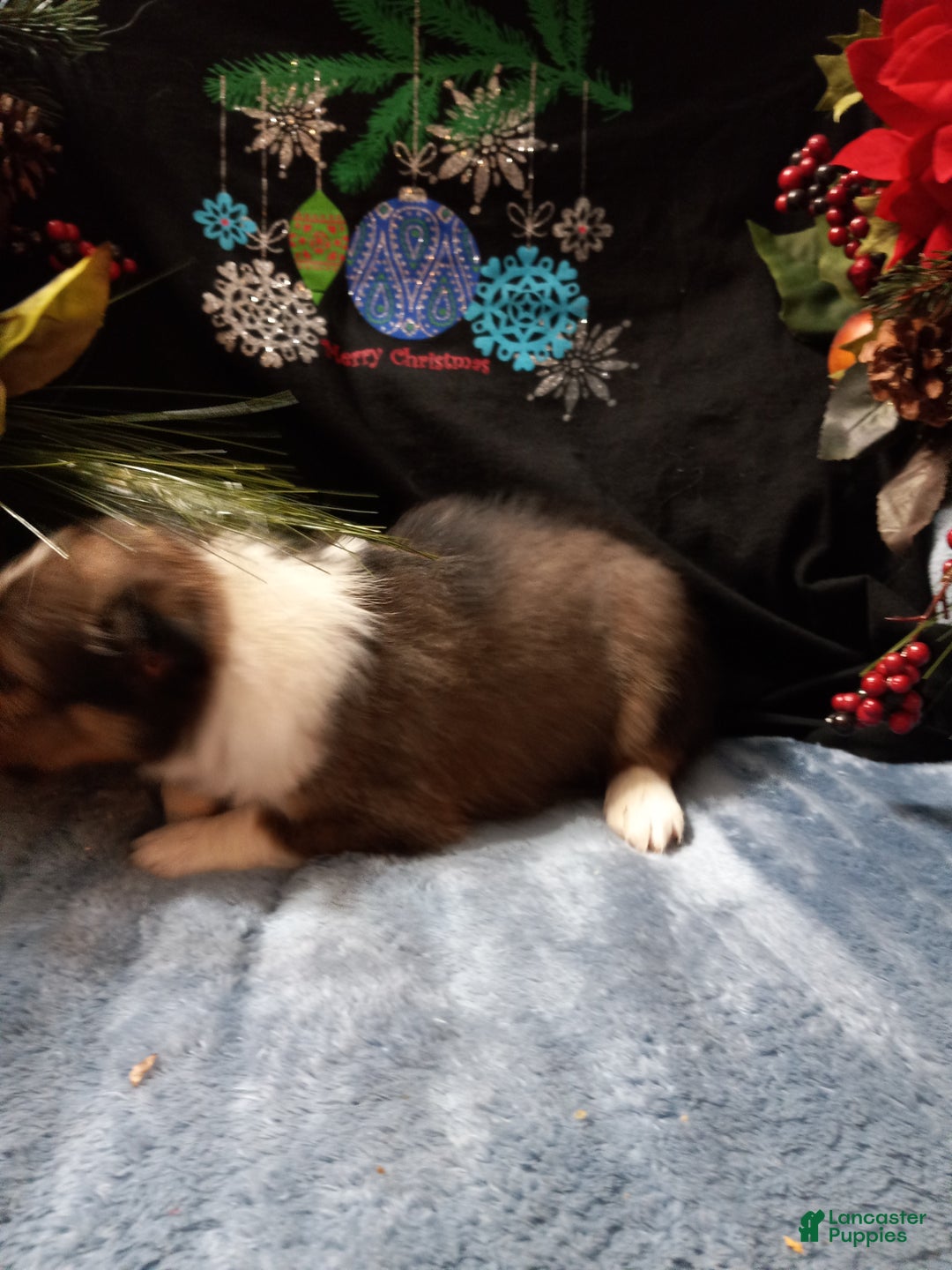 Shetland Sheepdog dogs for sale: PJ  - Ad 3