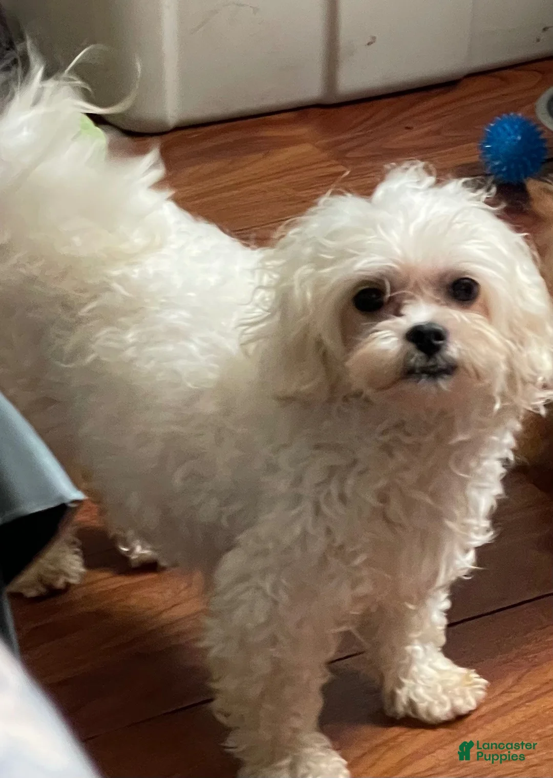Morkie dogs for sale: Morkie 2 - Ad 5
