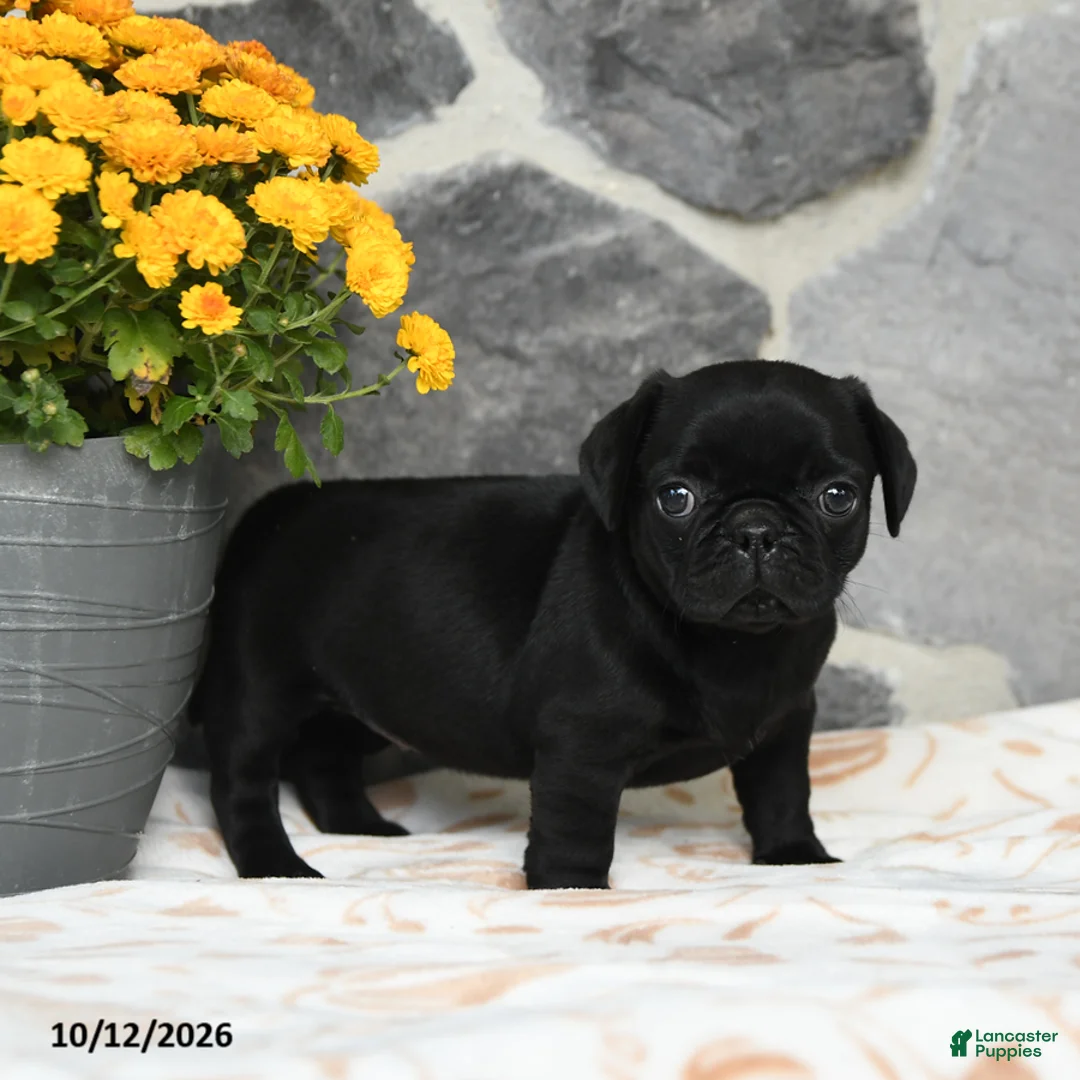 Pug dogs for sale: Bubbles - Ad 2
