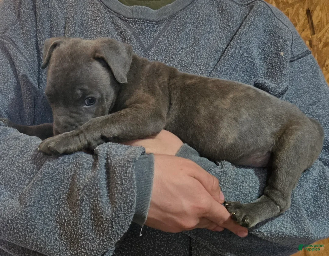 Mixed Breed dogs for sale: Hawks Sassy - Ad 2