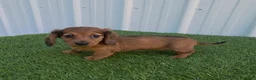 Miniature Dachshund dogs for sale: Angie - Ad 5