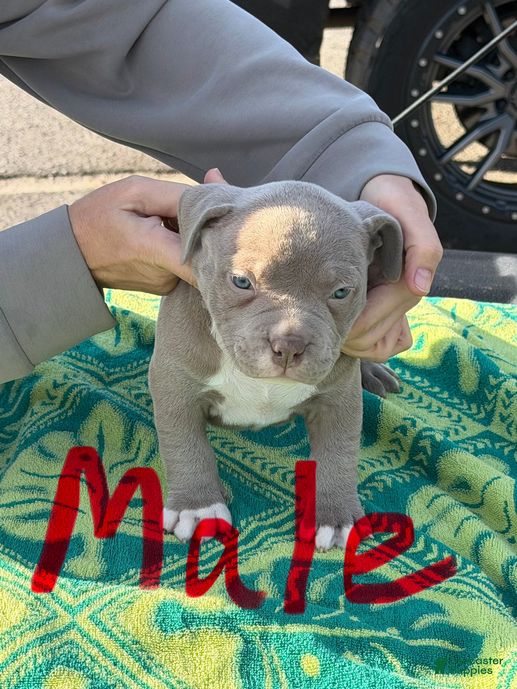 American Bully dogs American Bully Puppy 2 - Ad 3