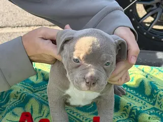 American Bully dogs American Bully Puppy 2 - Ad 3