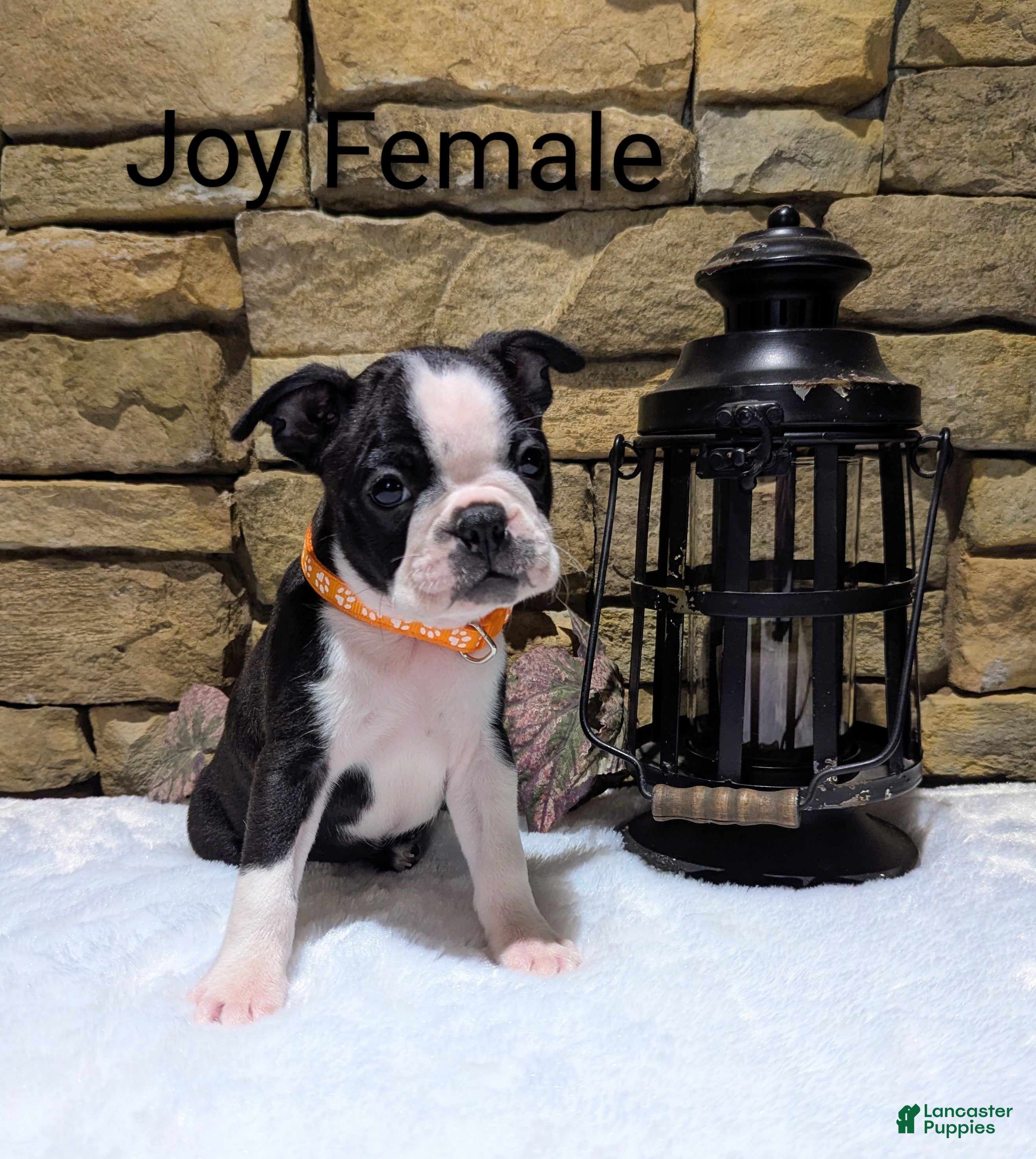 Boston Terrier dogs JOY, Boston Terrier, available for Christmas  - Ad 37