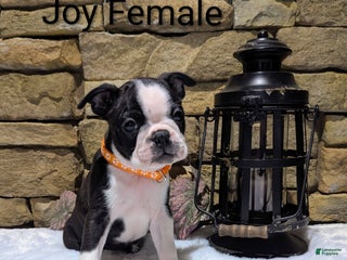 Boston Terrier dogs JOY, Boston Terrier, available for Christmas - Ad 37