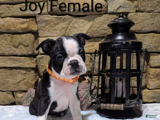 Boston Terrier dogs JOY, Boston Terrier, available for Christmas - Ad 26