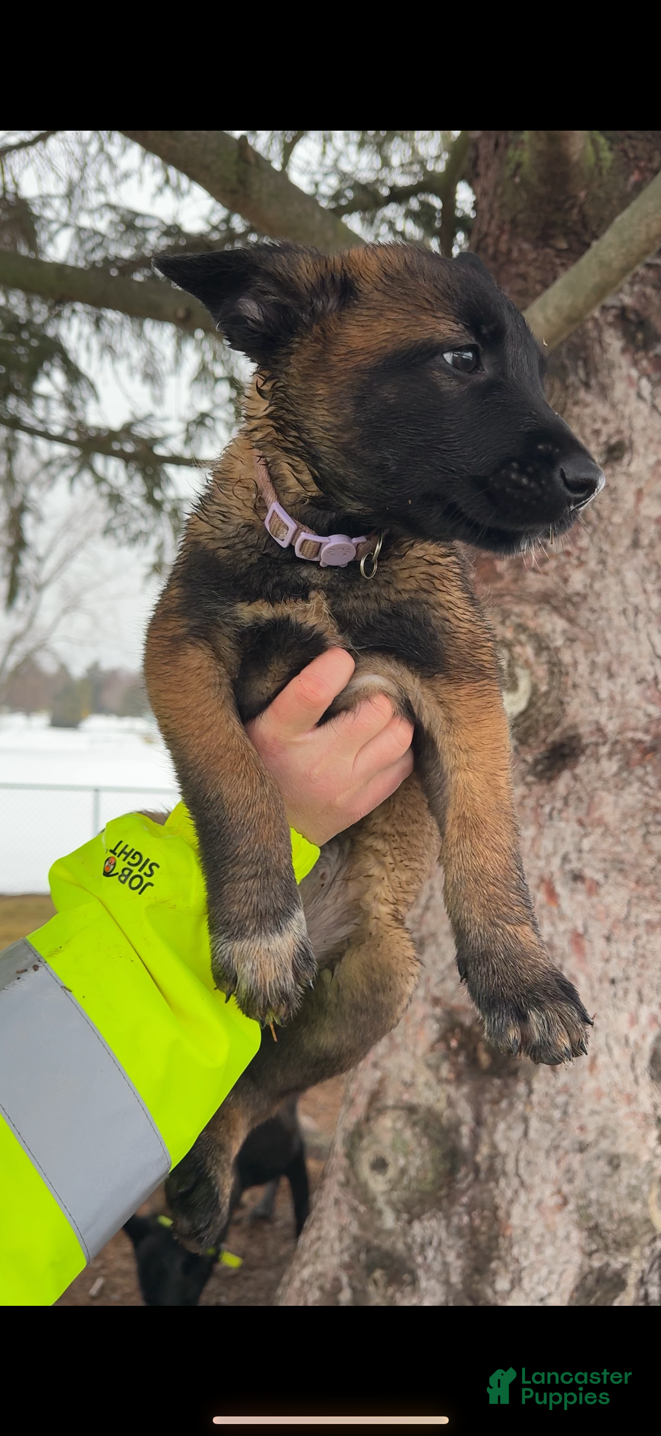 Belgian Malinois dogs Lavendar - Ad 1
