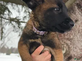 Belgian Malinois dogs for sale: Lavendar - Ad 1