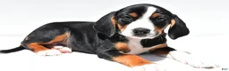 Beagle dogs for sale: Rhoda - Ad 8