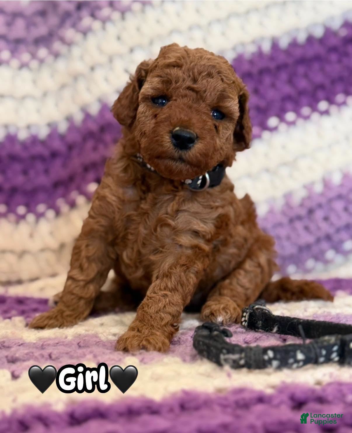 Mini Goldendoodle dogs black collar girl - Ad 1