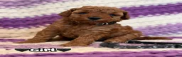 Mini Goldendoodle dogs for sale: black collar girl - Ad 1