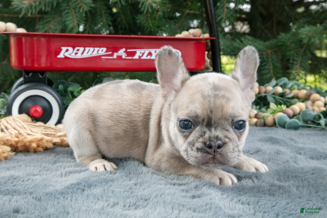 French Bulldog dogs for sale: Fannie - Ad 3