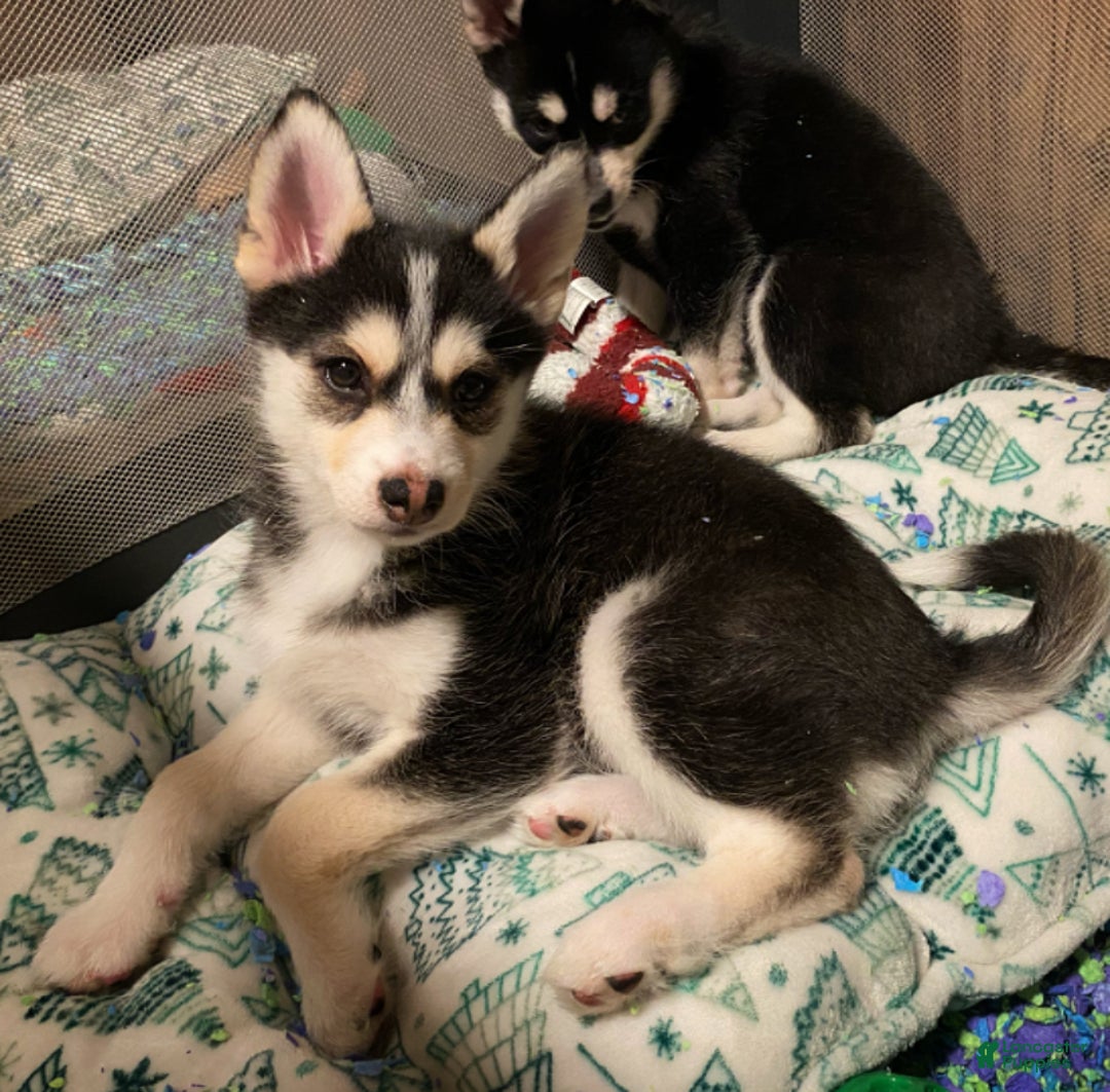 Pomsky dogs for sale: Snow White  - Ad 2