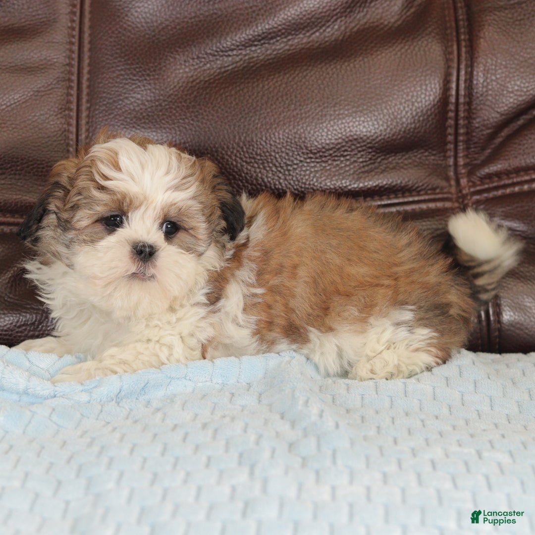 Mixed Breed dogs for sale: Thunder - Ad 4