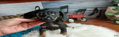 Suzies black and tan boy. Hand Delivery 