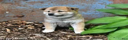 Shiba Inu dogs for sale: Nellie - Ad 4