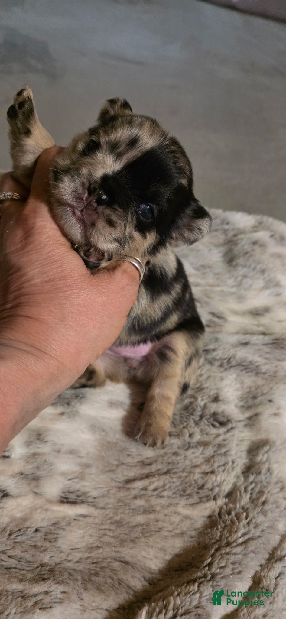 French Bulldog dogs Split face - Ad 1