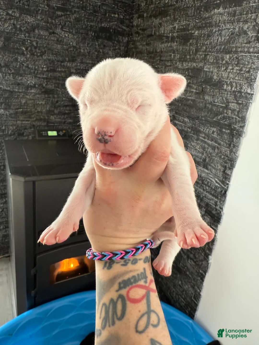 Dogo Argentino dogs for sale: Female with black spot  - Ad 4