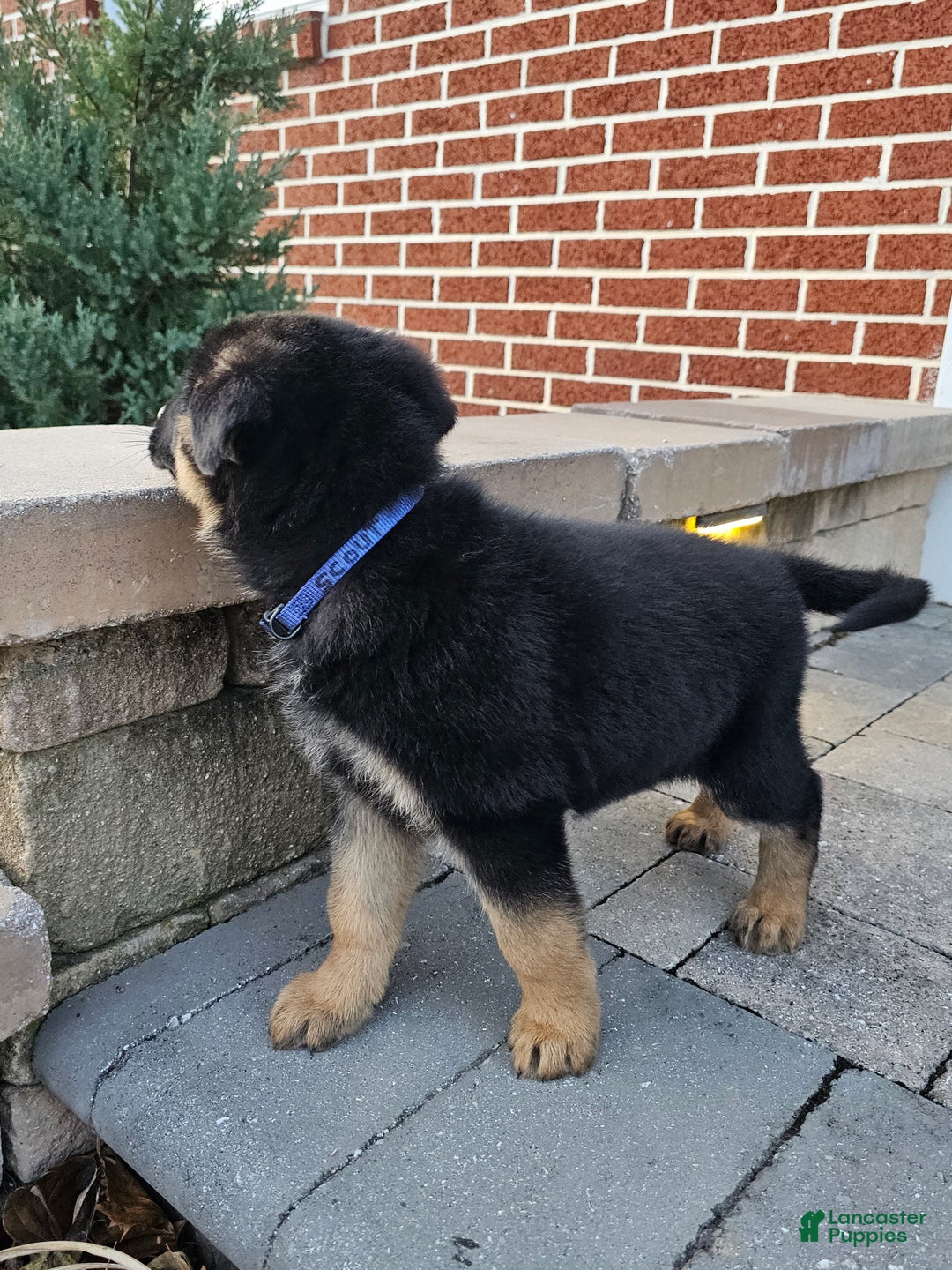 German Shepherd dogs for sale: Scout - Ad 6