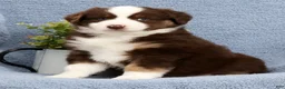 Miniature Australian Shepherd dogs for sale: Rusty - Ad 2