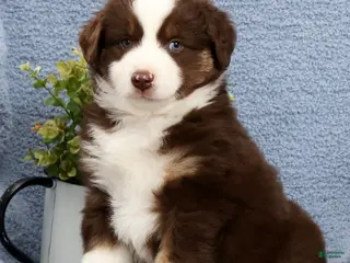 Miniature Australian Shepherd dogs for sale: Rusty - Ad 2