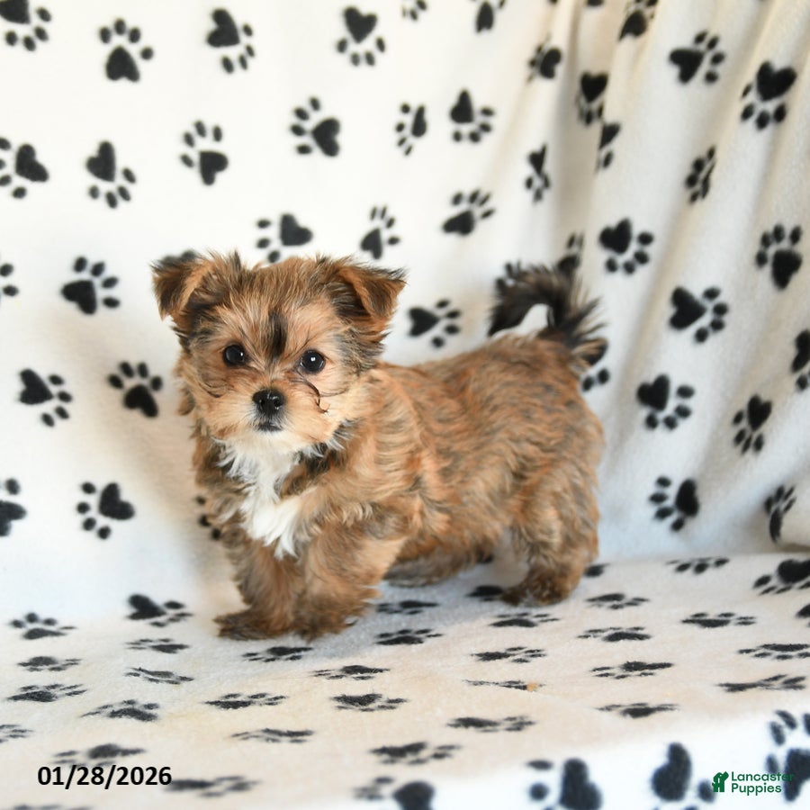 Shorkie dogs Princess - Ad 1
