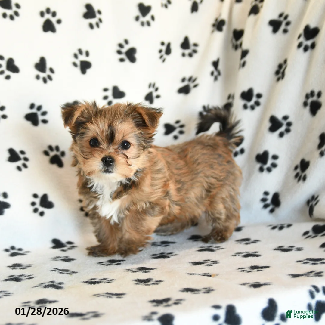 Shorkie dogs for sale: Princess - Ad 1