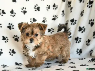 Shorkie dogs Princess - Ad 1