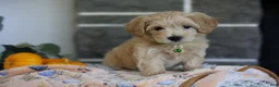 Maltipoo dogs for sale: Beanie - Ad 10