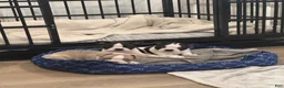 Boston Terrier dogs for sale: Canelo  - Ad 10