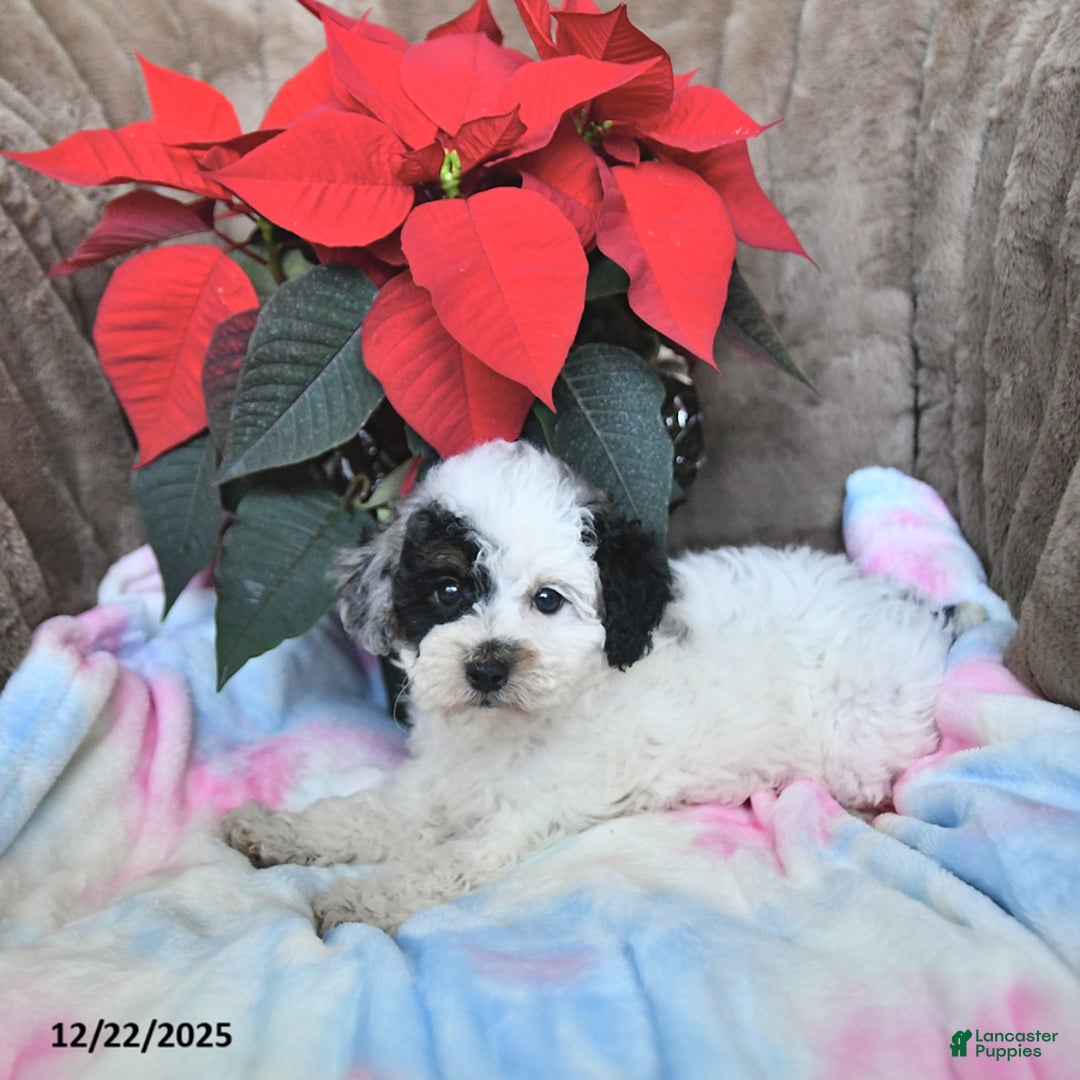 Toy Poodle dogs for sale: Kaitlyn - Ad 8