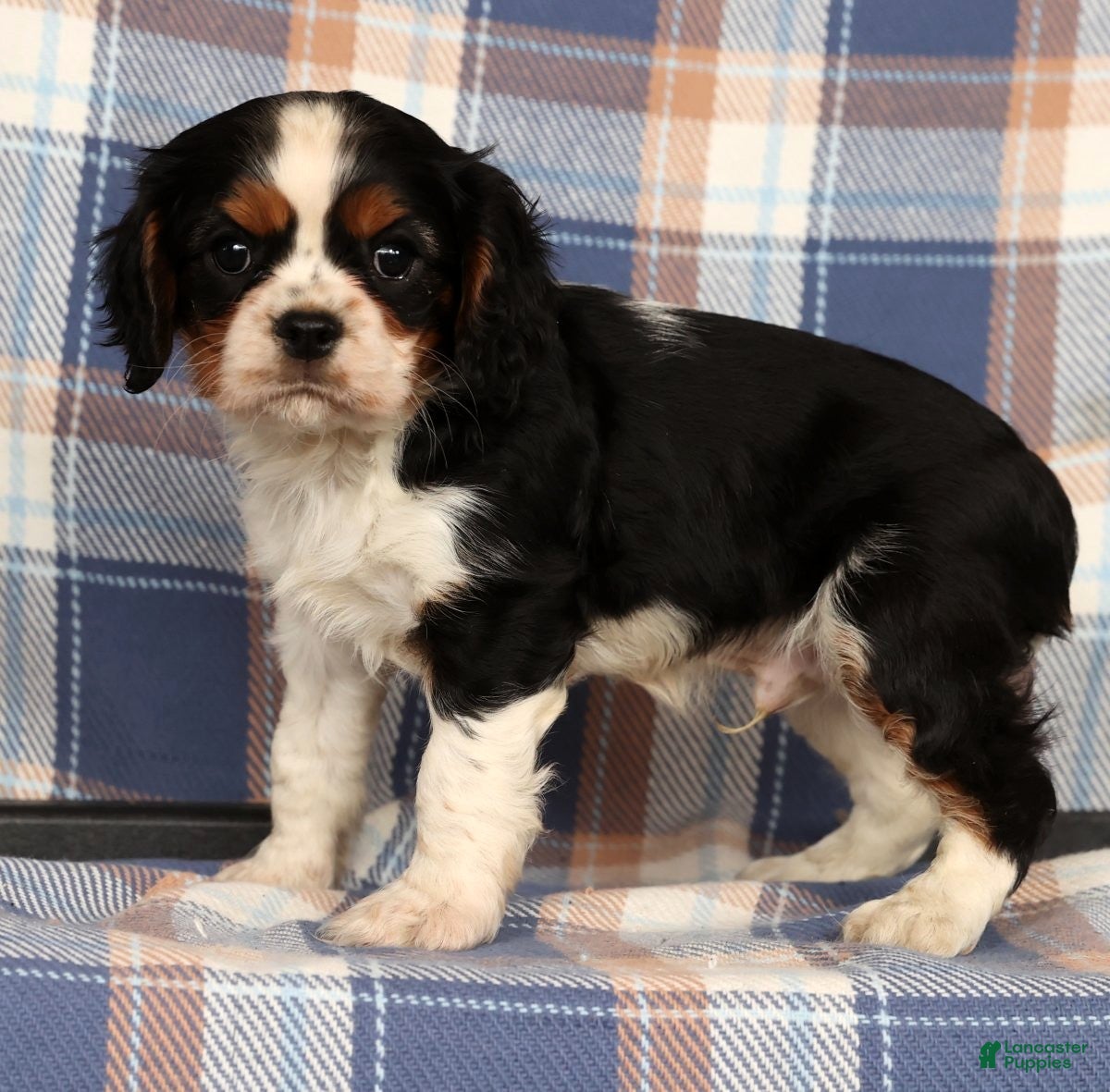 Cavalier King Charles Spaniel dogs Cutie - Ad 7