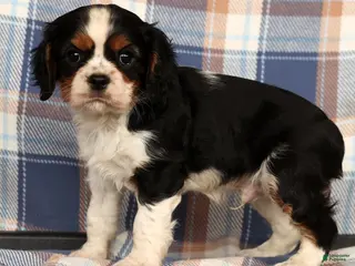 Cavalier King Charles Spaniel dogs Cutie - Ad 3
