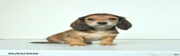 Miniature Dachshund dogs for sale: Donny - Ad 2