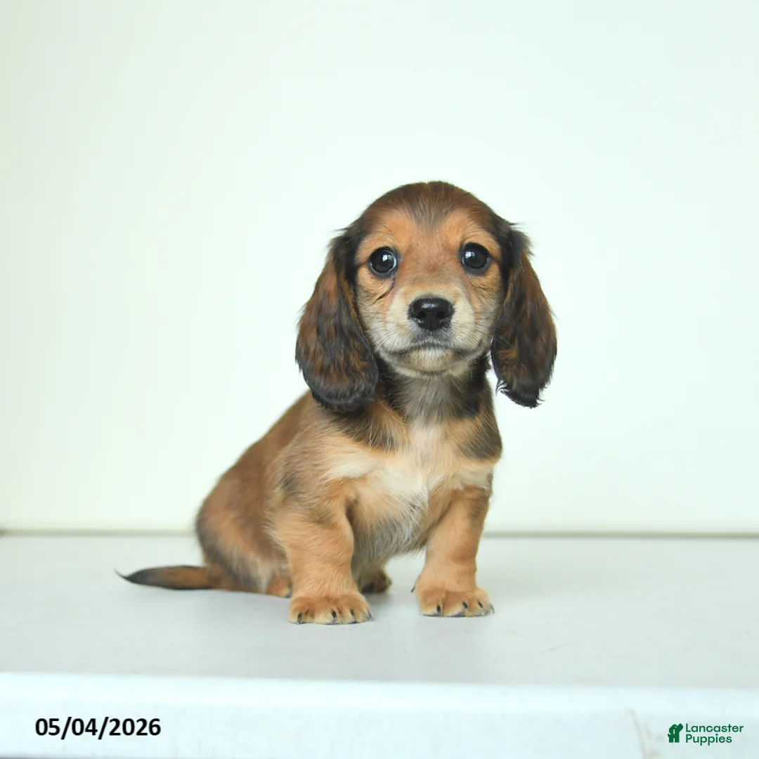 Miniature Dachshund dogs for sale: Donny - Ad 2