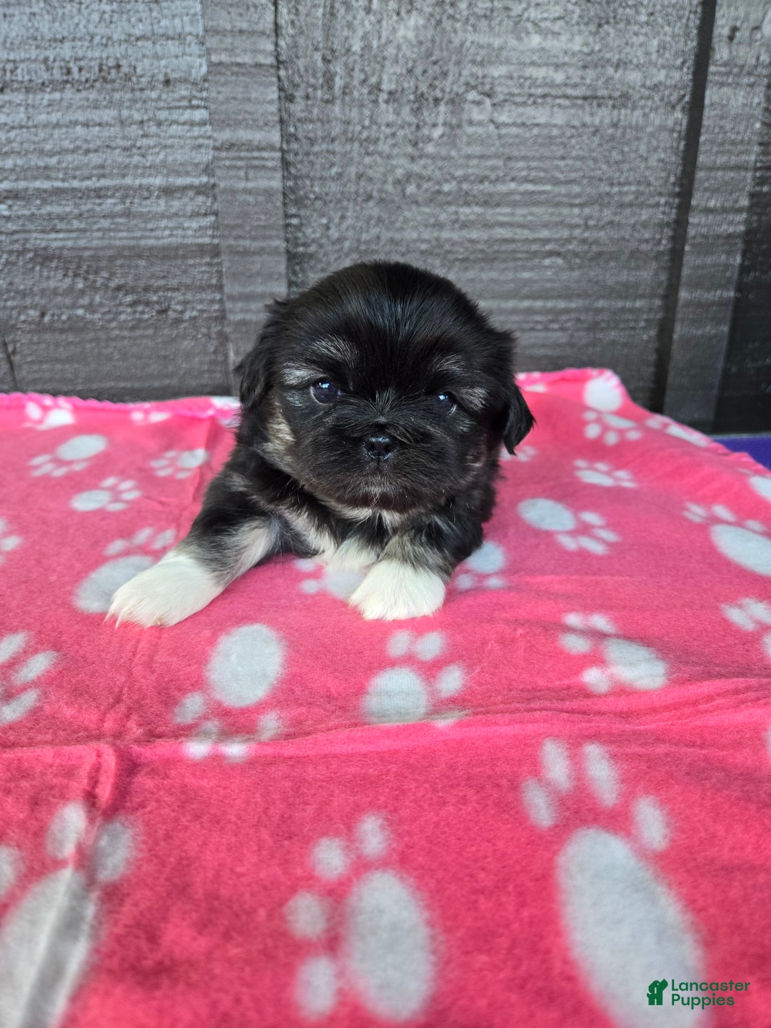 Pekingese dogs for sale: Enid - Ad 3