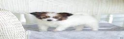 Papillon dogs for sale: Turbo - Ad 3