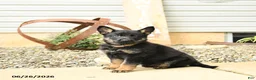 German Shepherd dogs for sale: Leslie - Ad 4