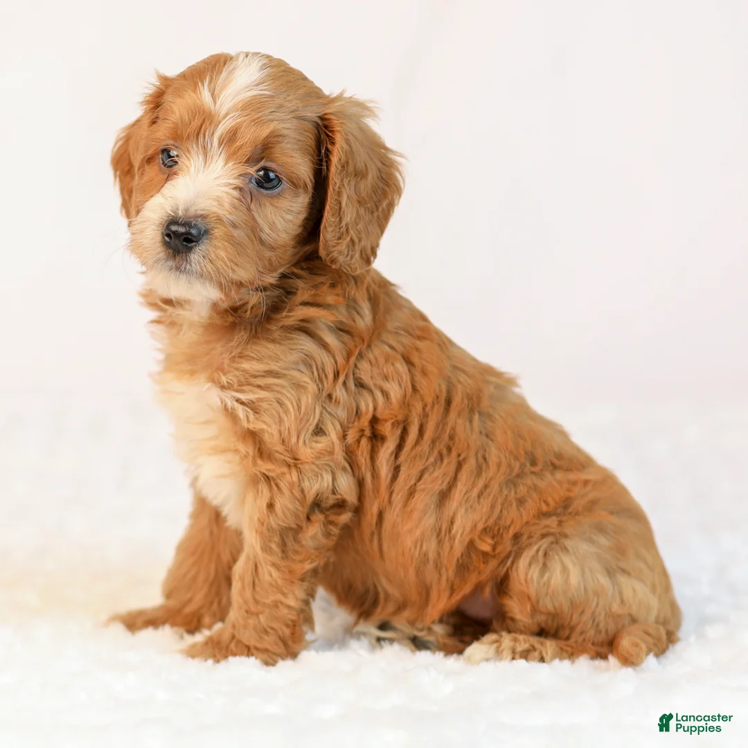 Mini Goldendoodle dogs for sale: Kye - Ad 1