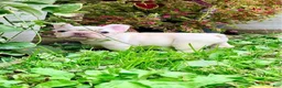 French Bulldog dogs for sale: Anfisa - Ad 5