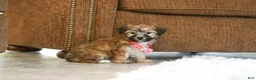 Morkie dogs for sale: Milo - Ad 3