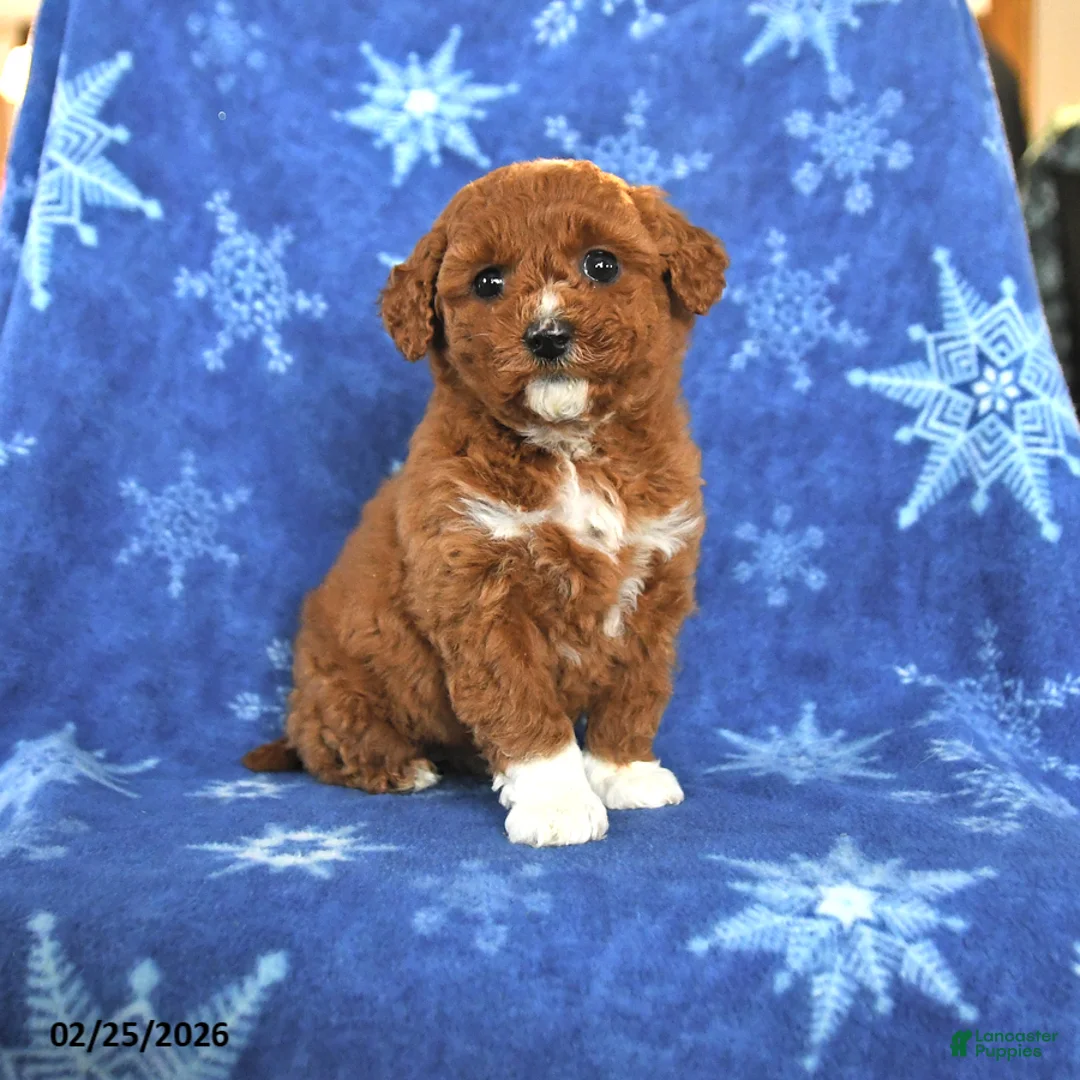 Miniature Poodle dogs for sale: Ellie - Ad 1