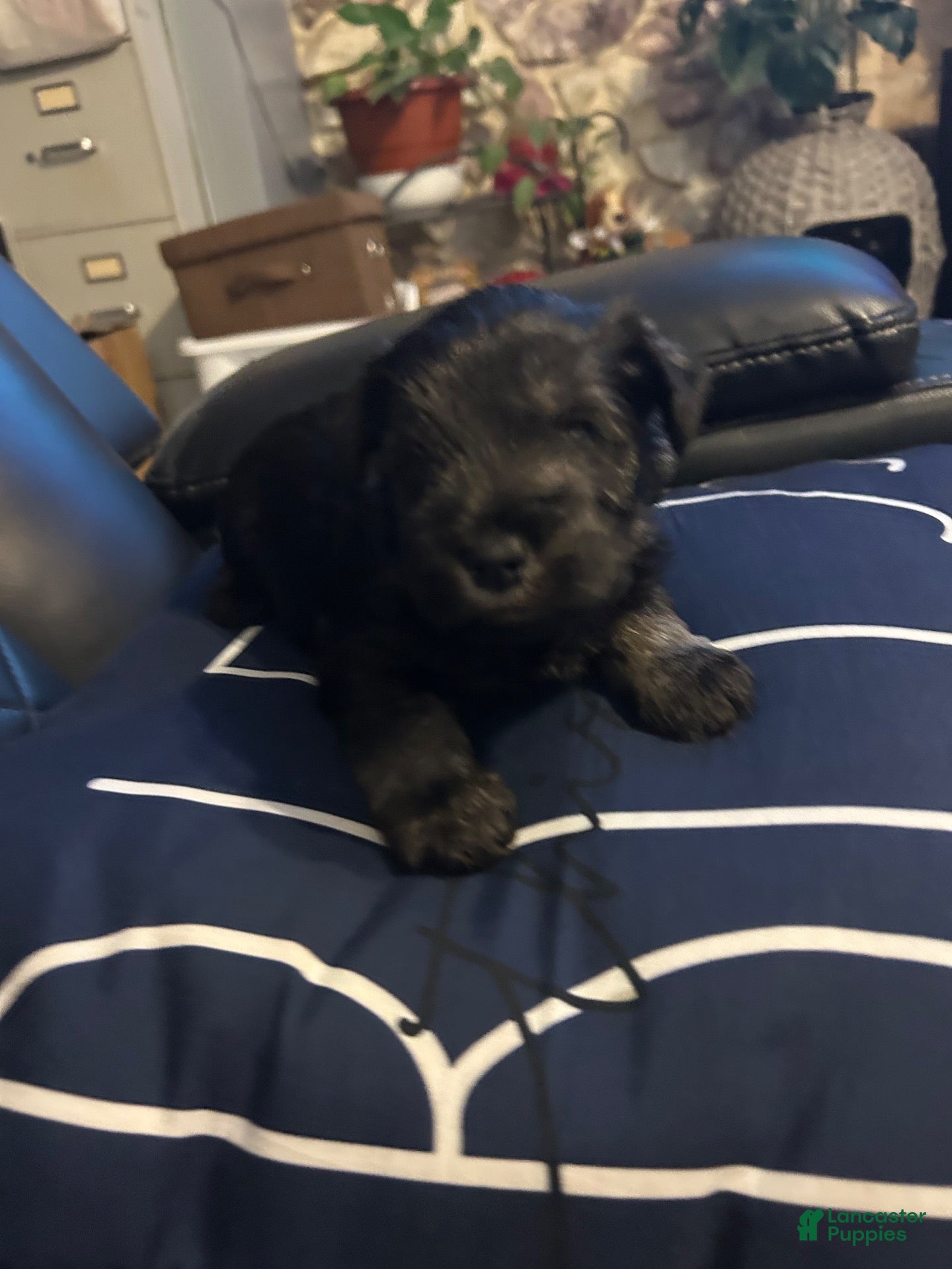 Miniature Schnauzer dogs Miniature Schnauzer 2 - Ad 41