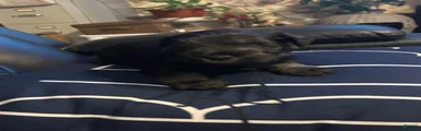 Miniature Schnauzer 2