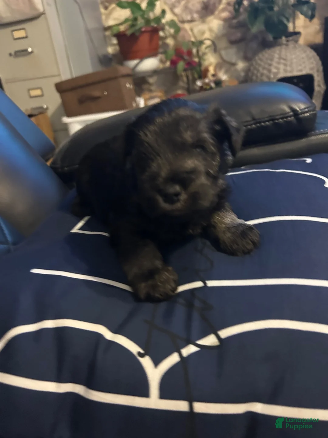 Miniature Schnauzer dogs for sale: Miniature Schnauzer 2 - Ad 1