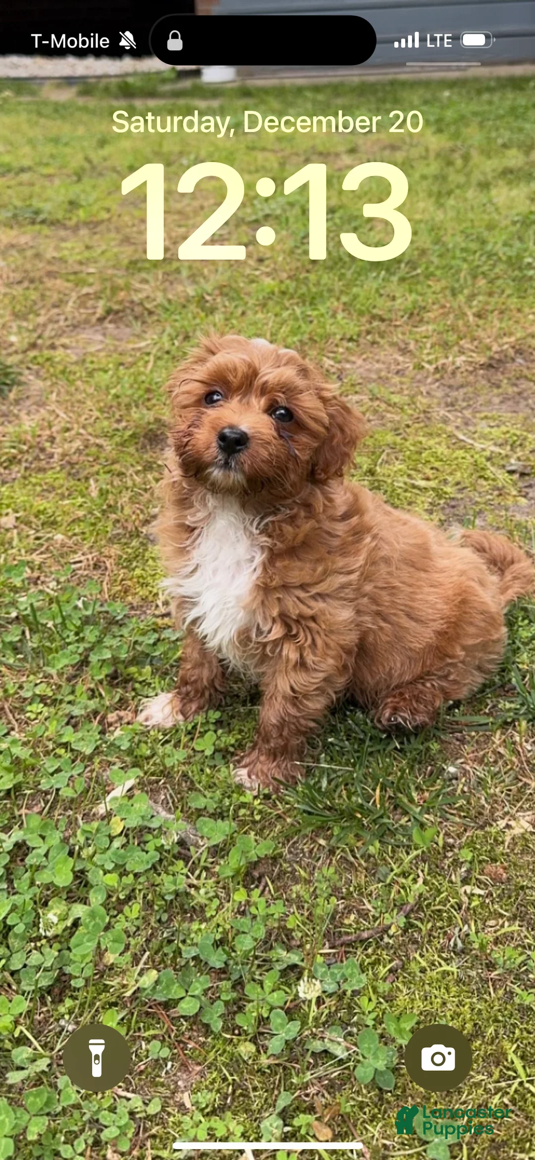 Cavapoo dogs for sale: Cavapoo 2 - Ad 2